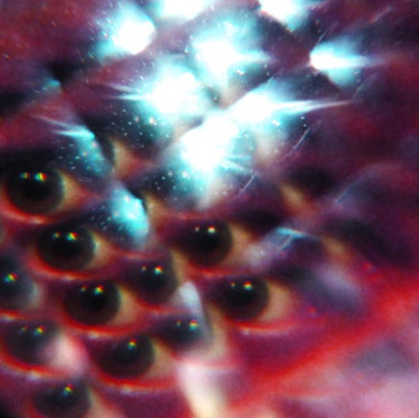 MGMT - "Flash Delirium"