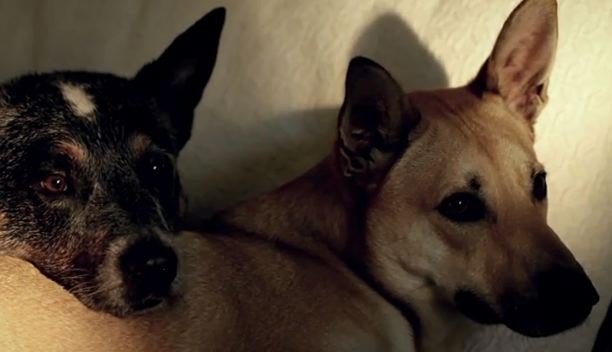 Delorean - "Real Love" Video