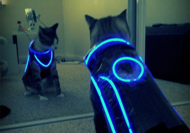 tron_cat