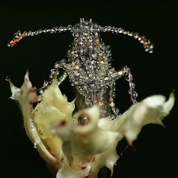 Gang Gang Dance - Eye Contact