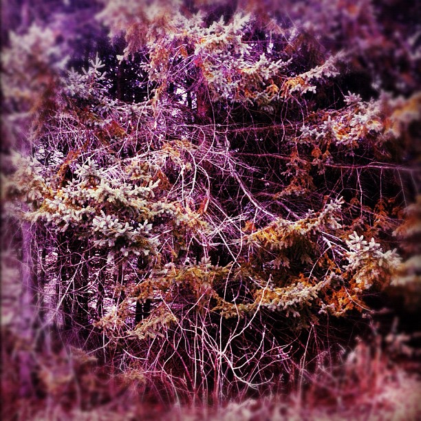 Spencer Tweedy - "Rushmore"