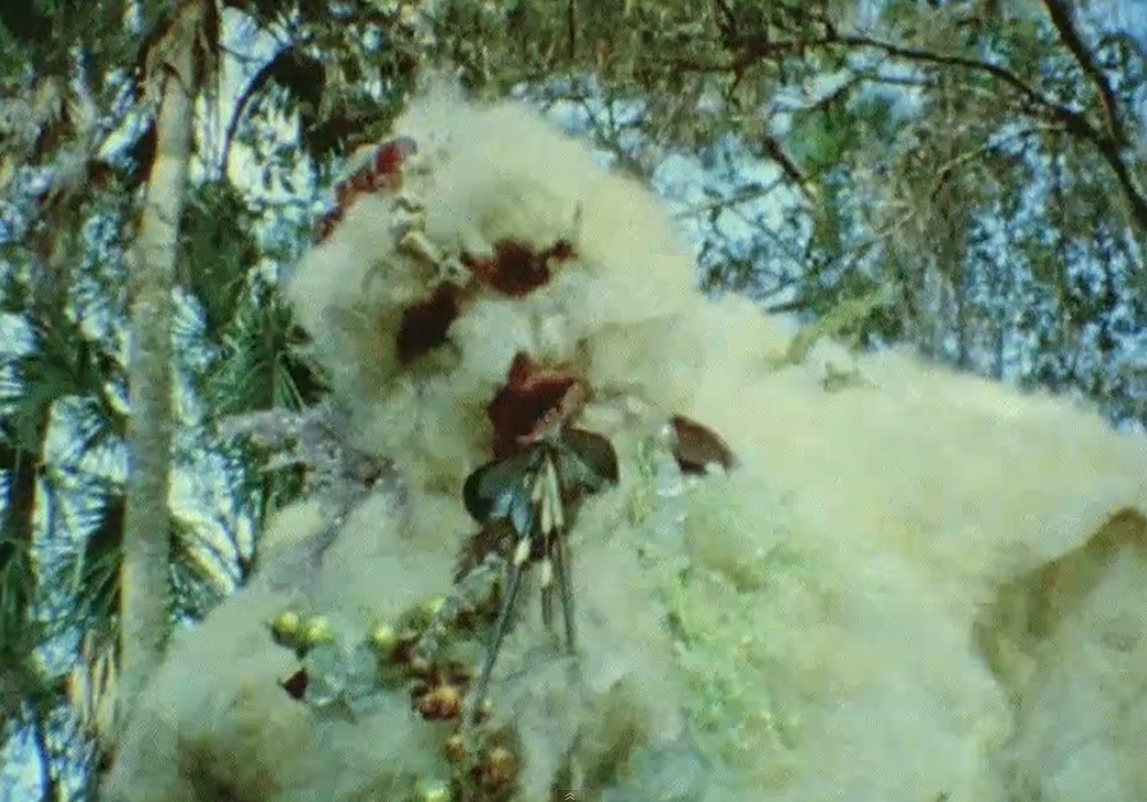 Hundred Waters - "Boreal" video