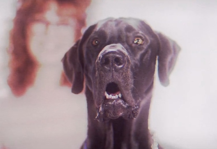 METZ - "Wasted" video