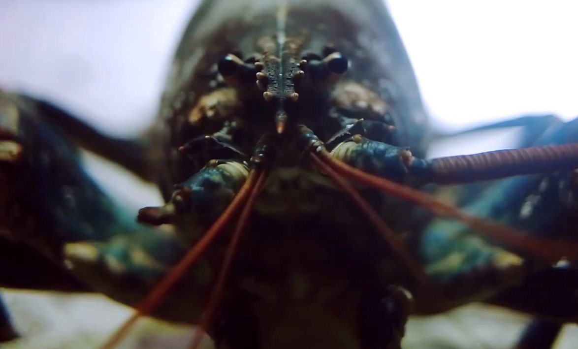 Dutch Uncles - "Bellio" video