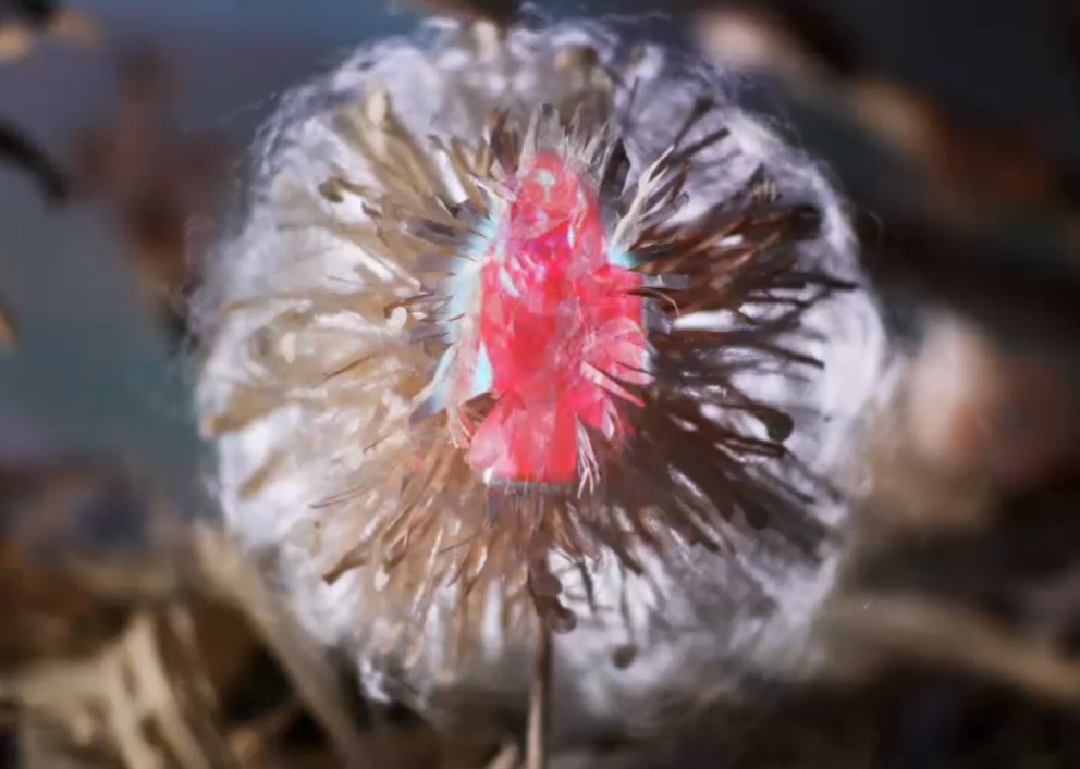 Iron And Wine - "Ghost On Ghost" video