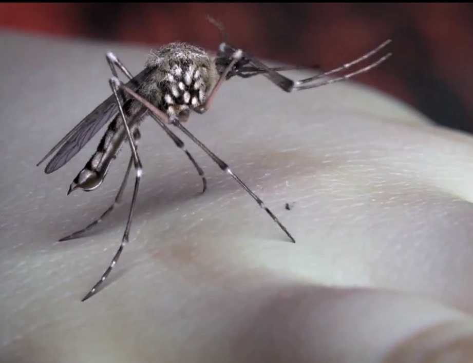 Yeah Yeah Yeahs - "Mosquito" video