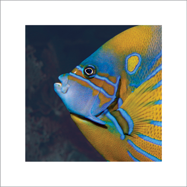 Ryan Power - Identity Picks cover