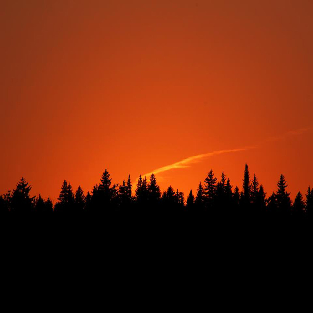 Empty Flowers - Five