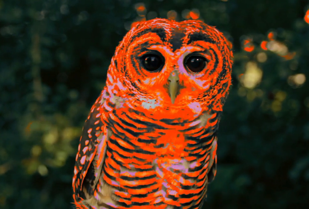 Crystal Stilts - "Star Crawl" video