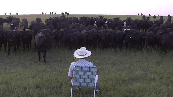 Cows Love Lorde