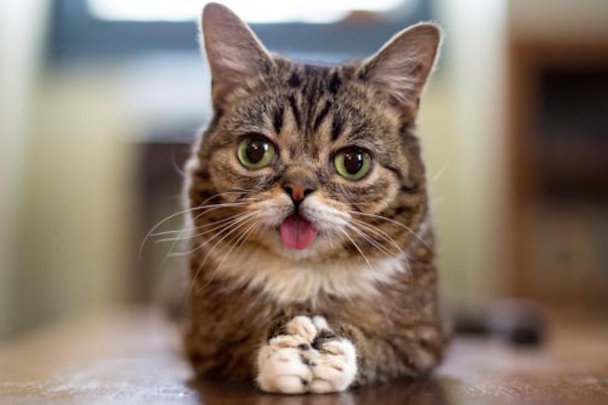 Hear The First Teaser From Meow The Jewels, Which Will Feature Lil Bub
