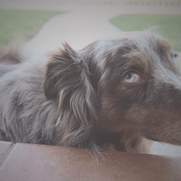 Alexei Shishkin - "Santa Cruz" (Stereogum Premiere)