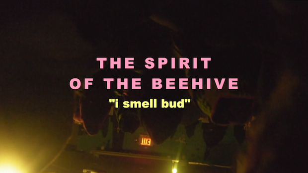 The Spirit Of The Beehive - "I Smell Bud" Video (Stereogum Premiere)