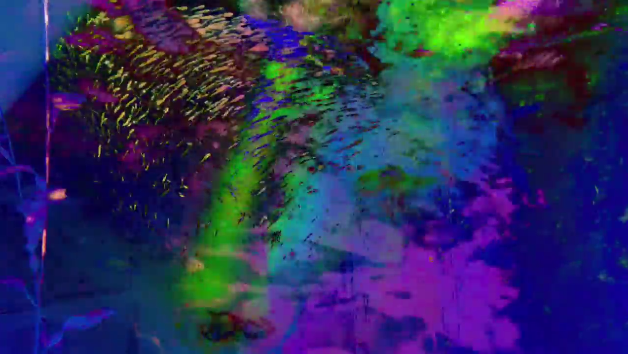 Big Noble Pedal Video