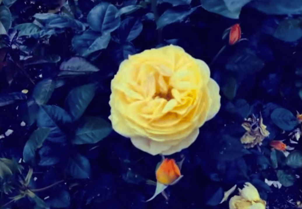 Christopher Owens To Take Care Of Myself Again Video