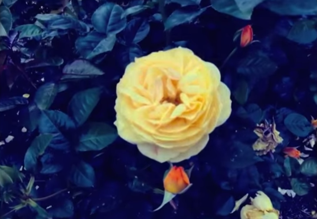 Christopher Owens To Take Care Of Myself Again Video