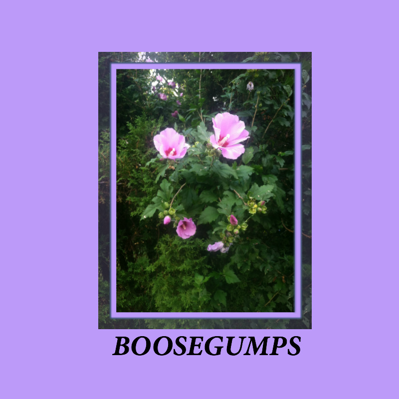 Boosegumps - "Stole Ur Bike"