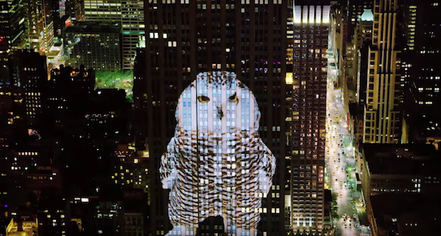 Hear Sia & Antony's New Songs For Racing Extinction Documentary