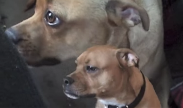 Frankie Cosmos - "Is It Possible / Sleep Song" Video