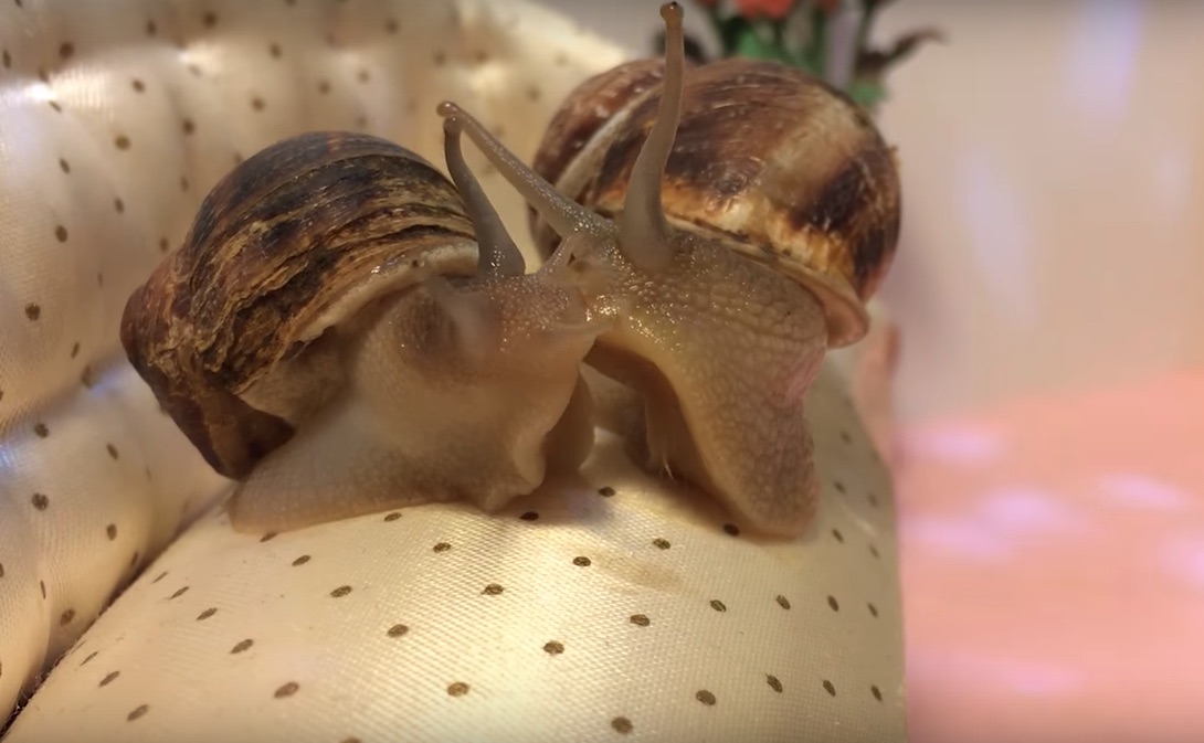 Bully-Guess-There-video