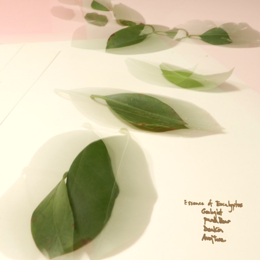 Essence Of Eucalyptus