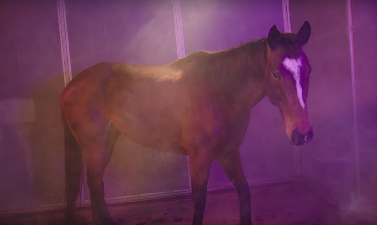 Avey-Tare-HORS-video