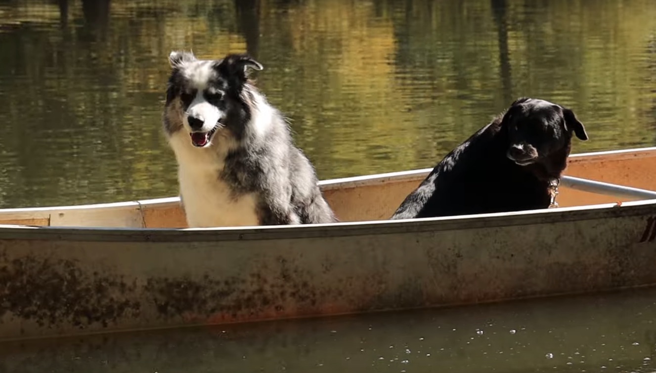 of-Montreal-Polyaneurism-video