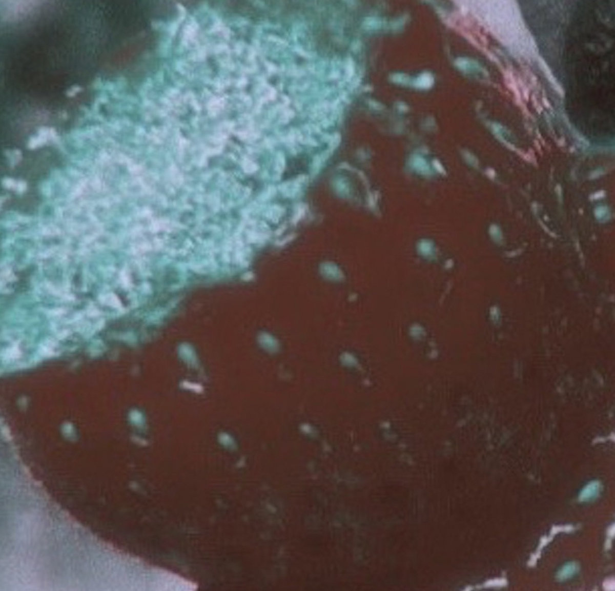 Thurston Moore - "Strawberry Moon"