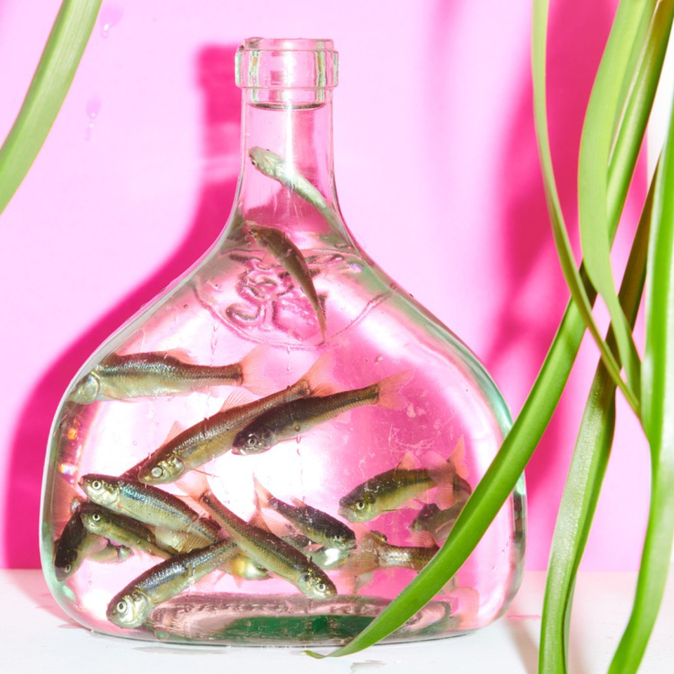 Flock-Of-Dimes-Like-So-Much-Desire