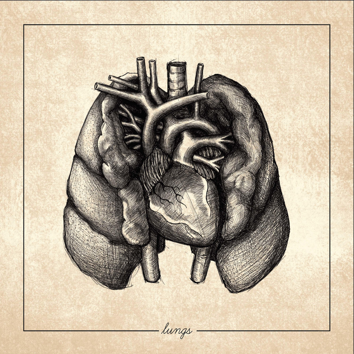 Regrowth-Lungs