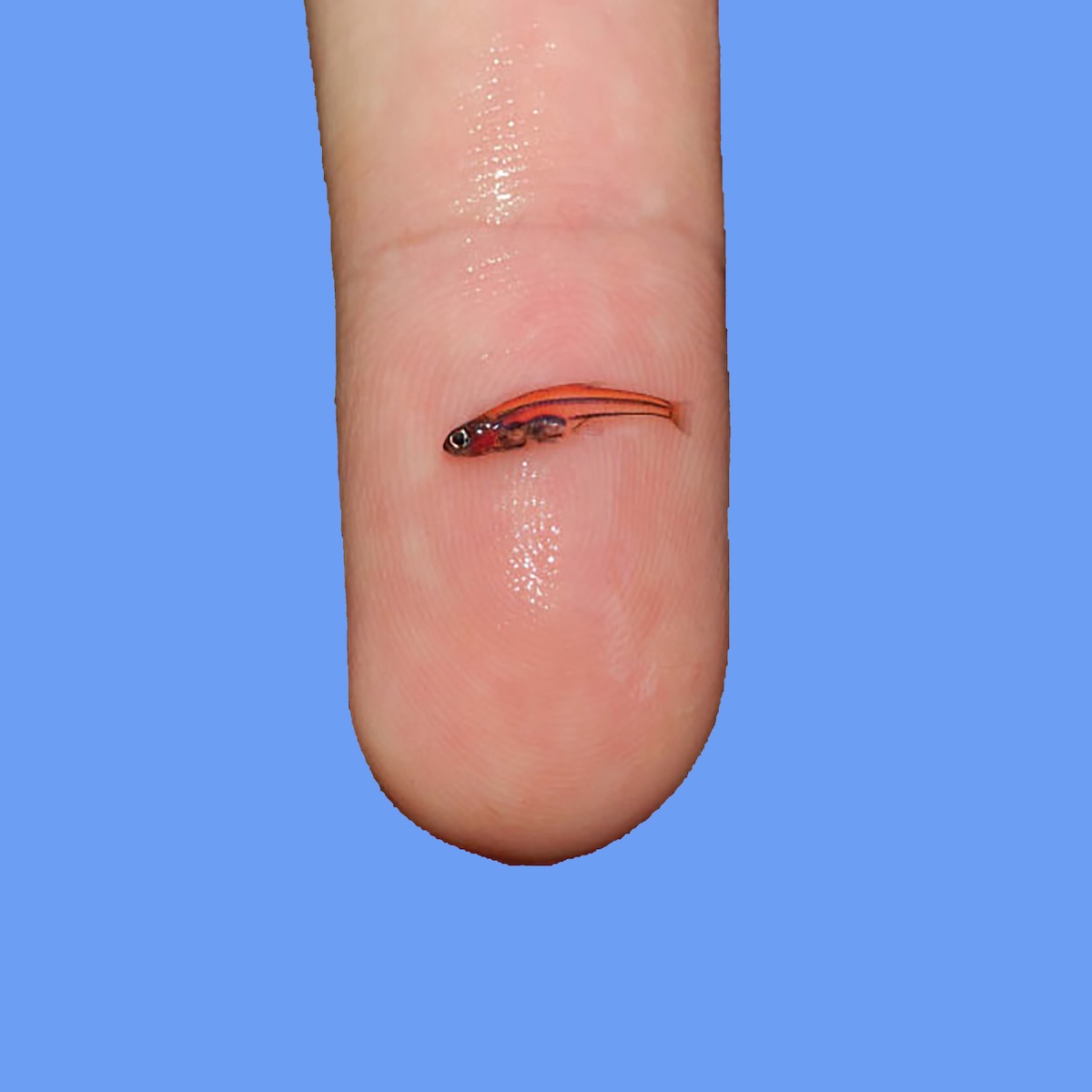 Oxis Announces New Album Oxis 8: Hear “Guili”