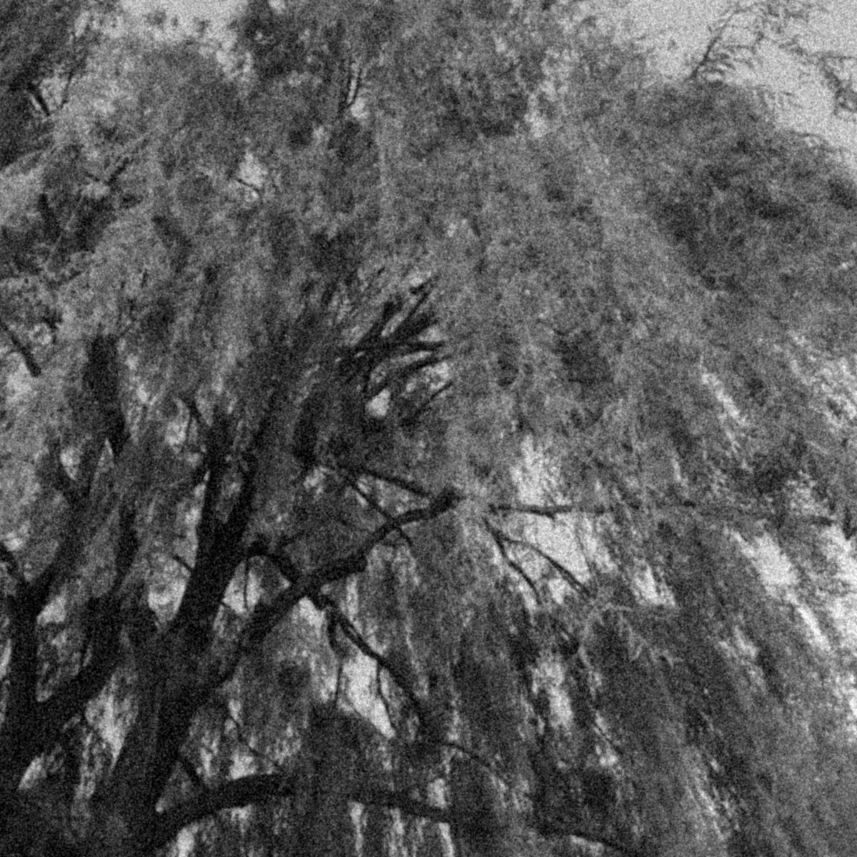 Vines – “come thou fount of every blessing”