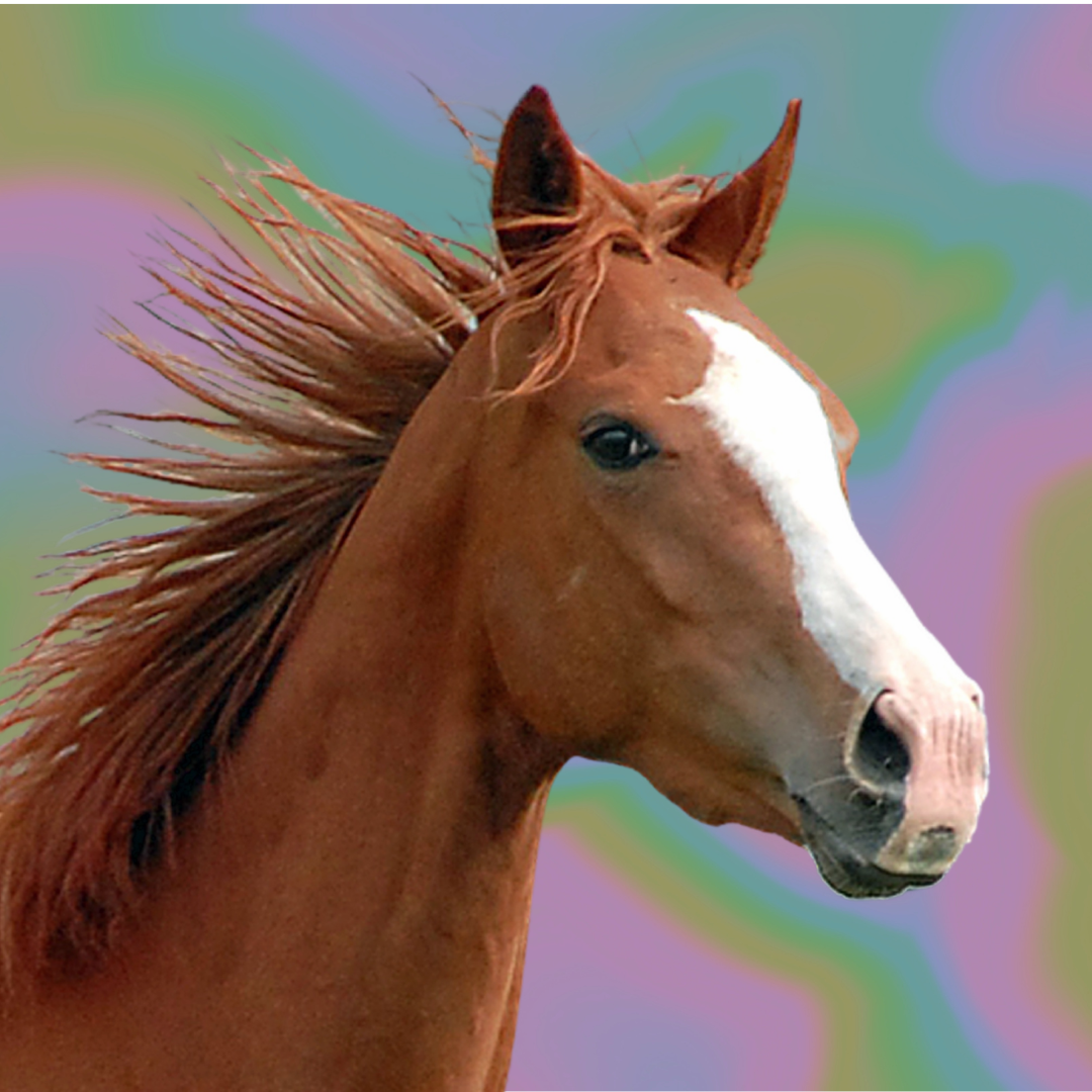 Know Your Horse Bands