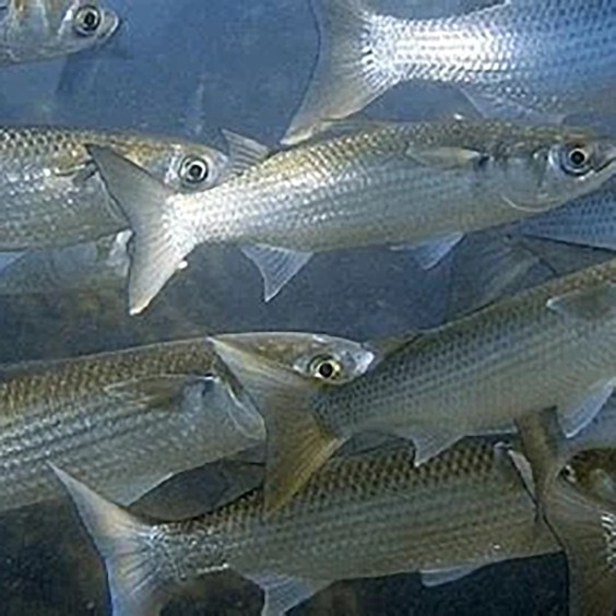 Oxis – “Grey Mullet” & “Scup”