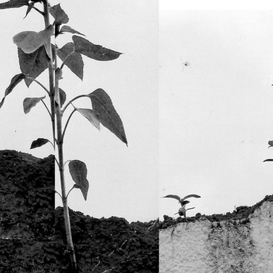 Morgan Noise – “Geneva”