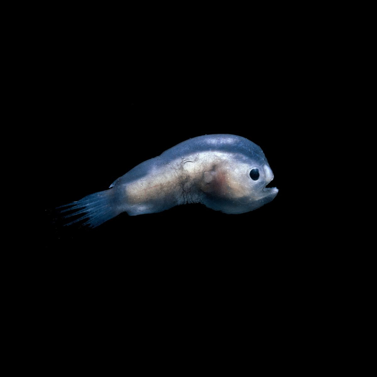 Oxis Announces New Album Oxis 9: Hear “Knifefish”